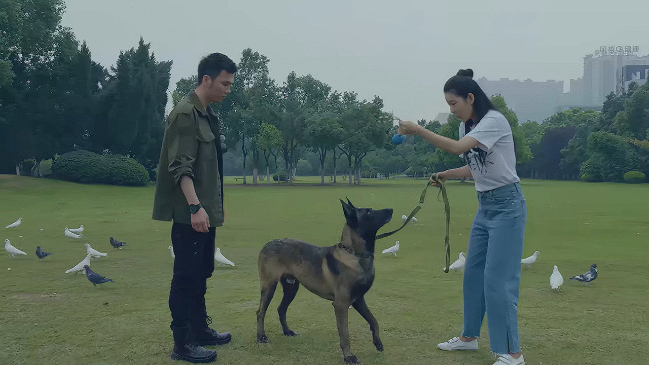 战狼犬剧照