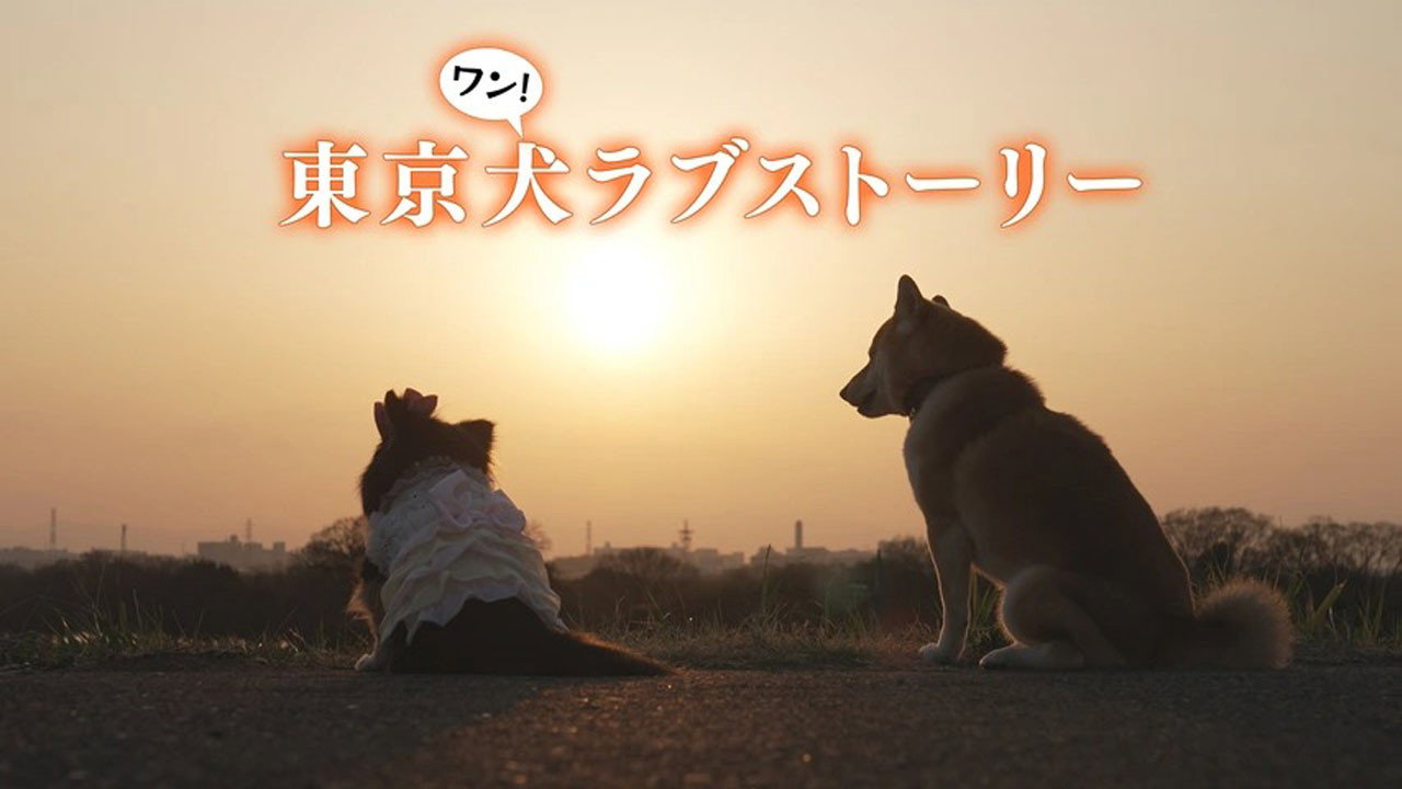 东京犬爱情故事剧照