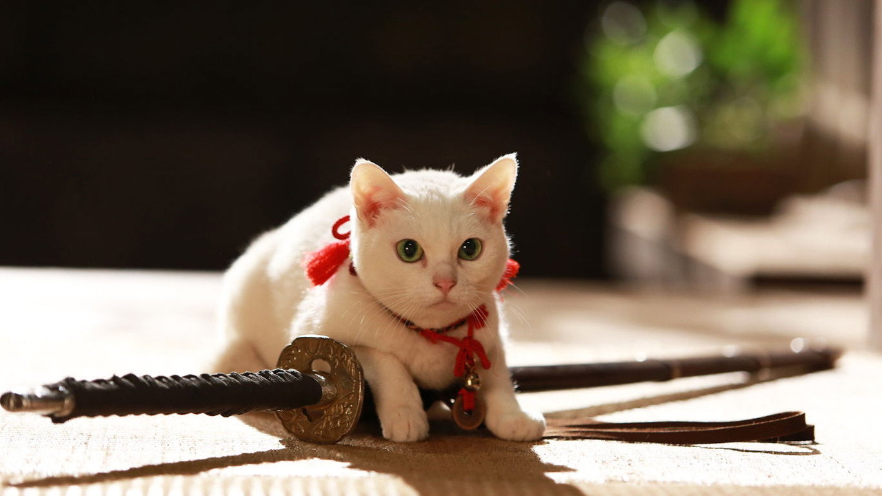 猫侍：前往南之岛剧照