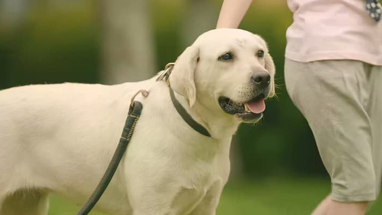 神犬出击剧照