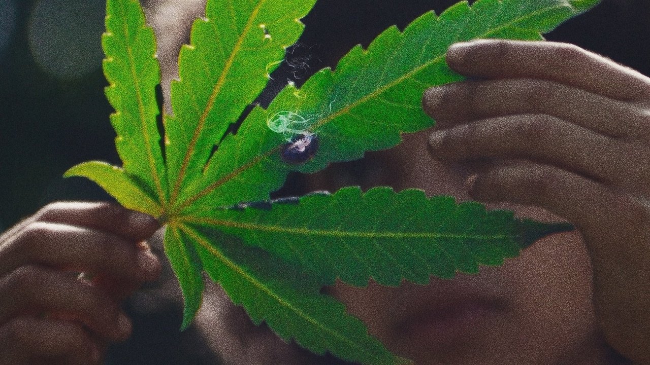 草叶之下剧照