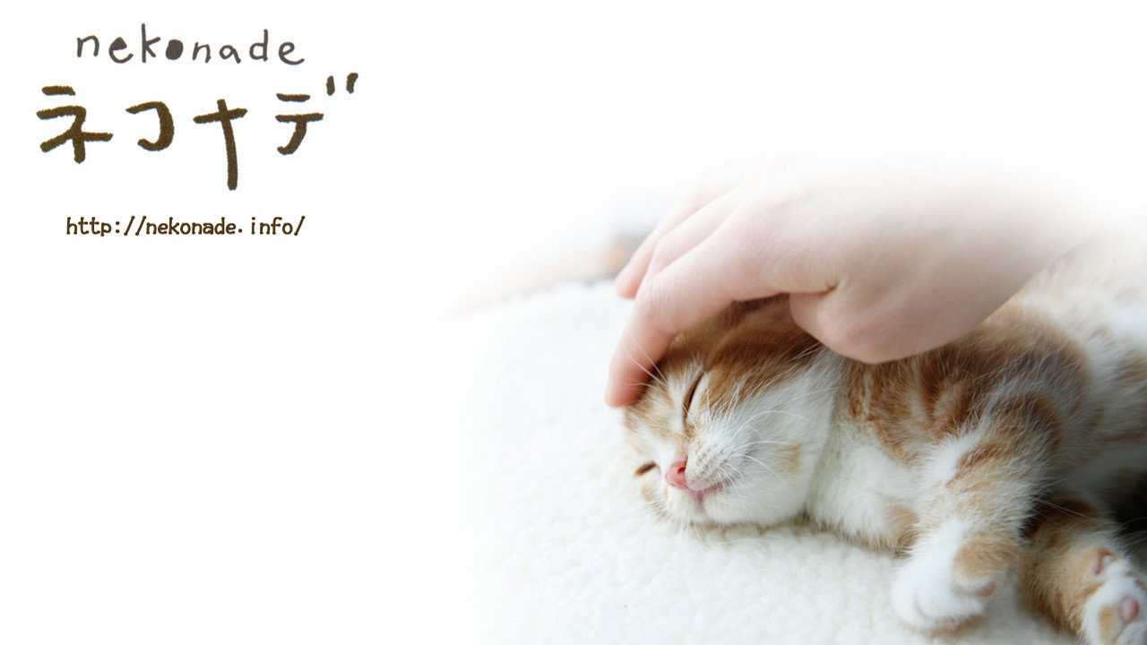 小猫奇缘剧照