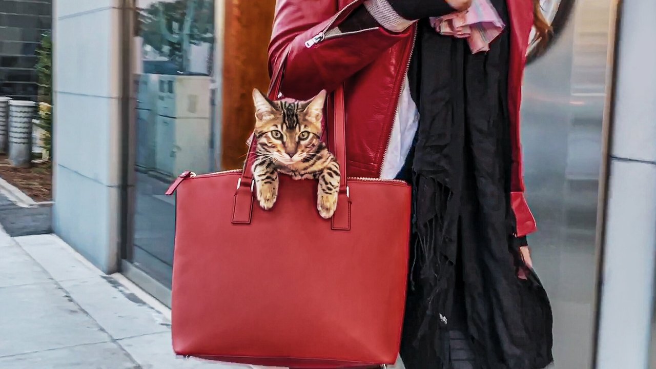 我爱我猫剧照
