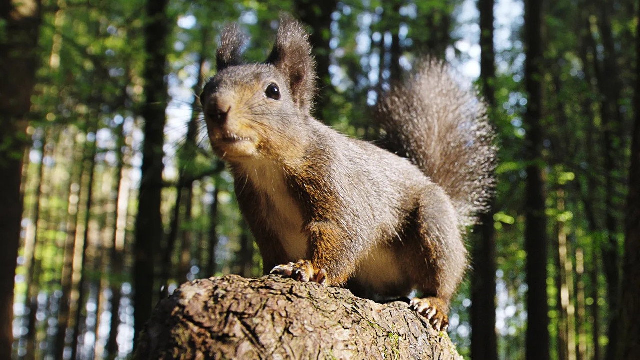 痴迷坚果：松鼠世界传奇剧照