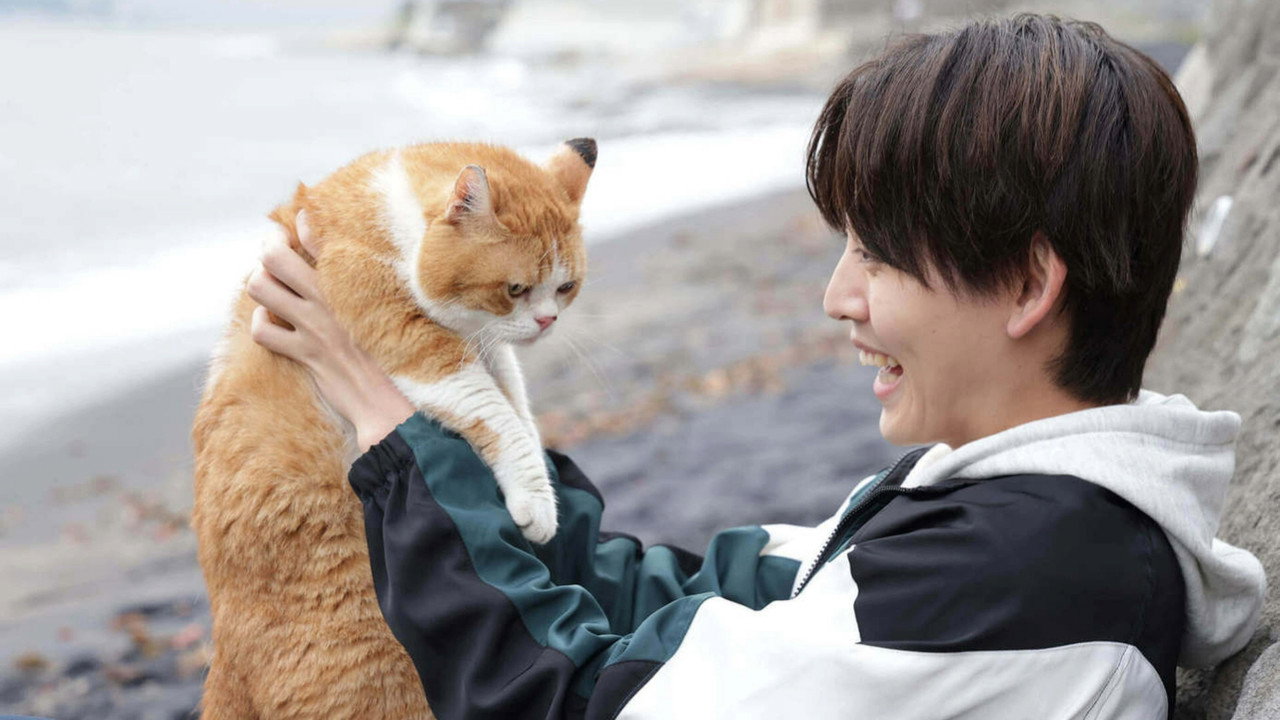 海岸大街上的猫咪侦探剧照