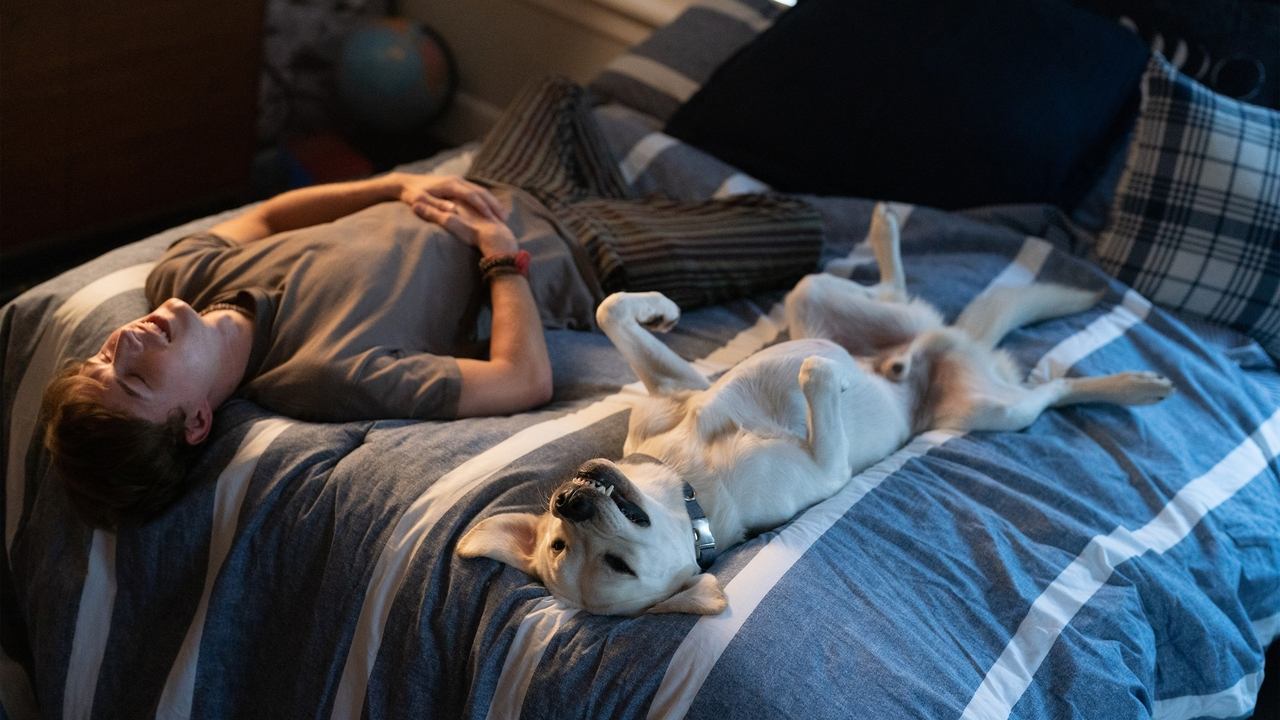 迷途之犬剧照