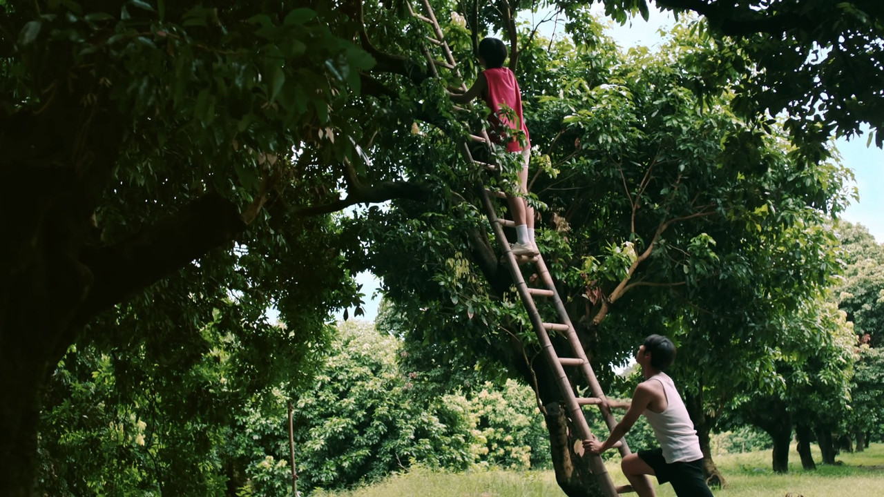 荔枝树下热烈岛剧照