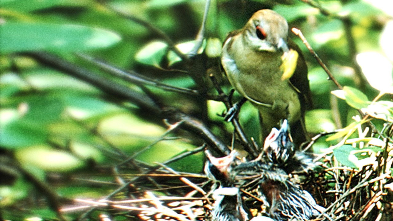大自然的50英亩剧照