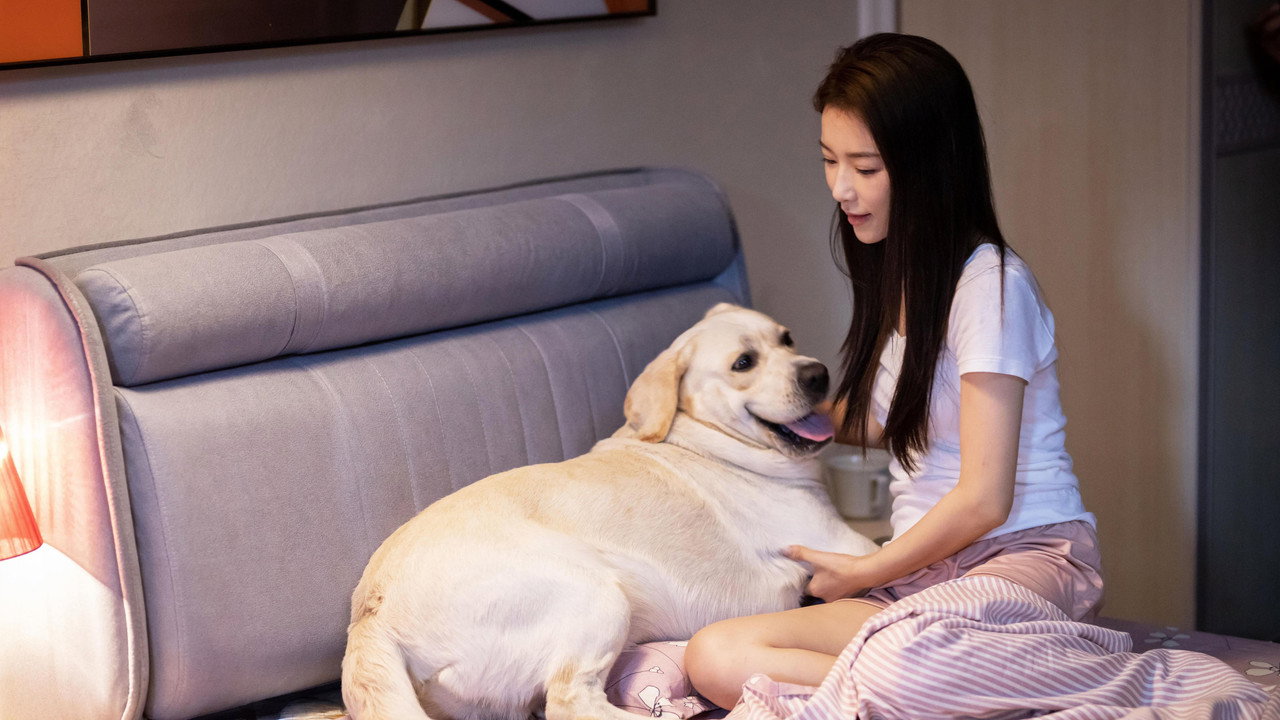 灵犬奇缘剧照