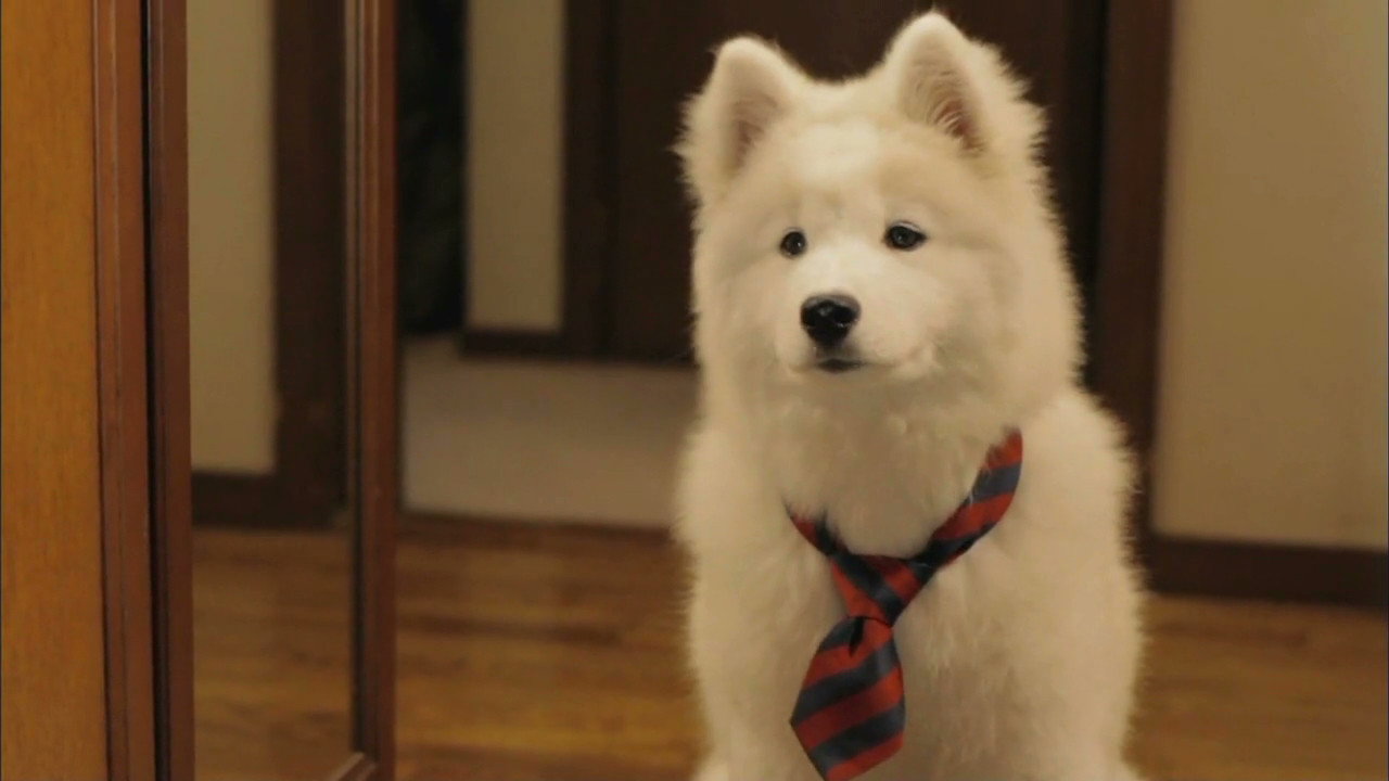 犬饲先生养狗记剧照