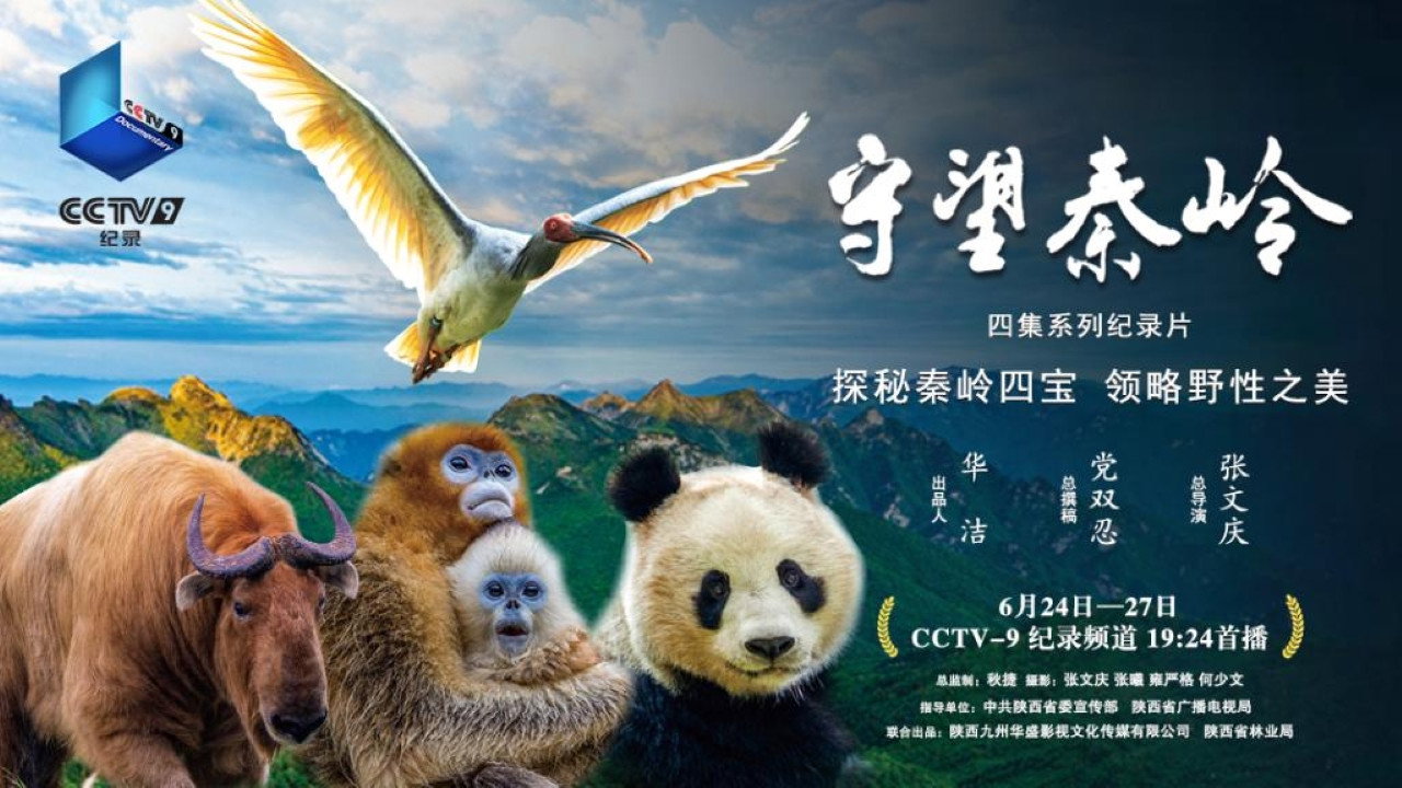 守望秦岭剧照