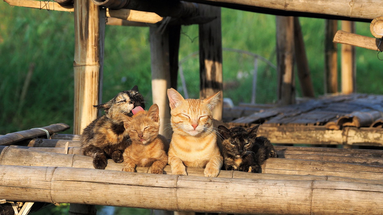 岩合光昭的猫步走世界剧照