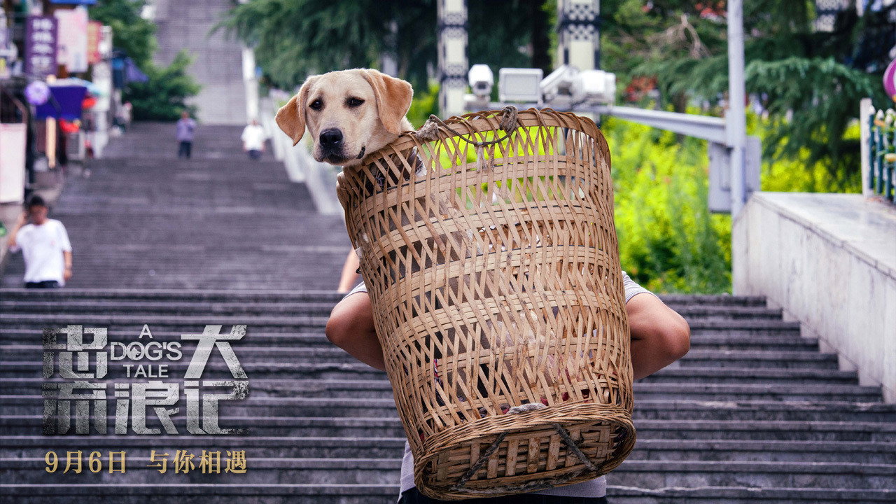 忠犬流浪记剧照