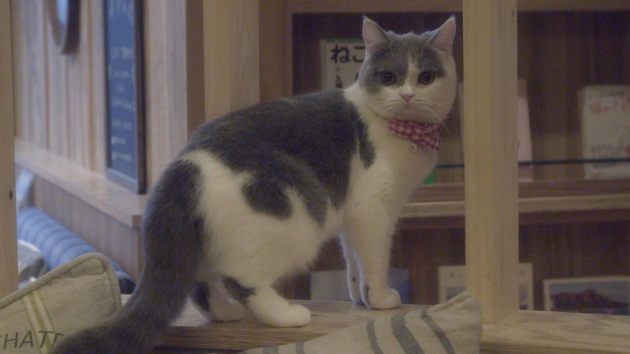 猫咪咖啡厅剧照