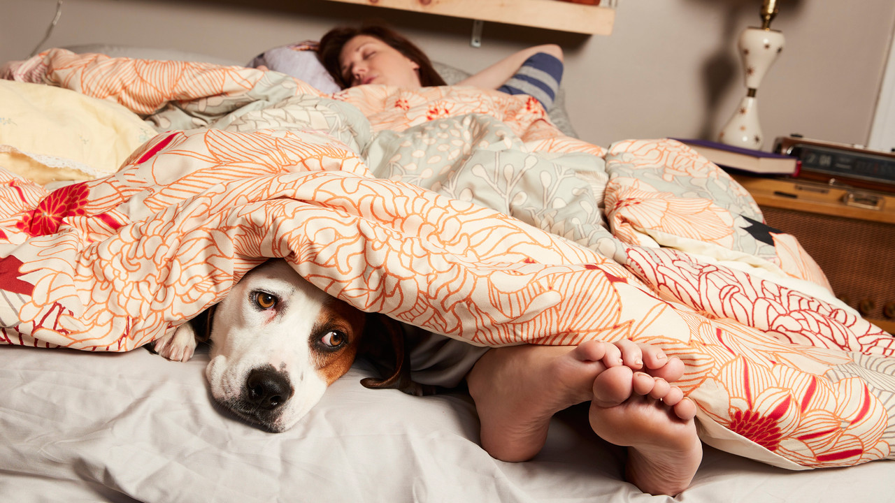萌犬先生剧照