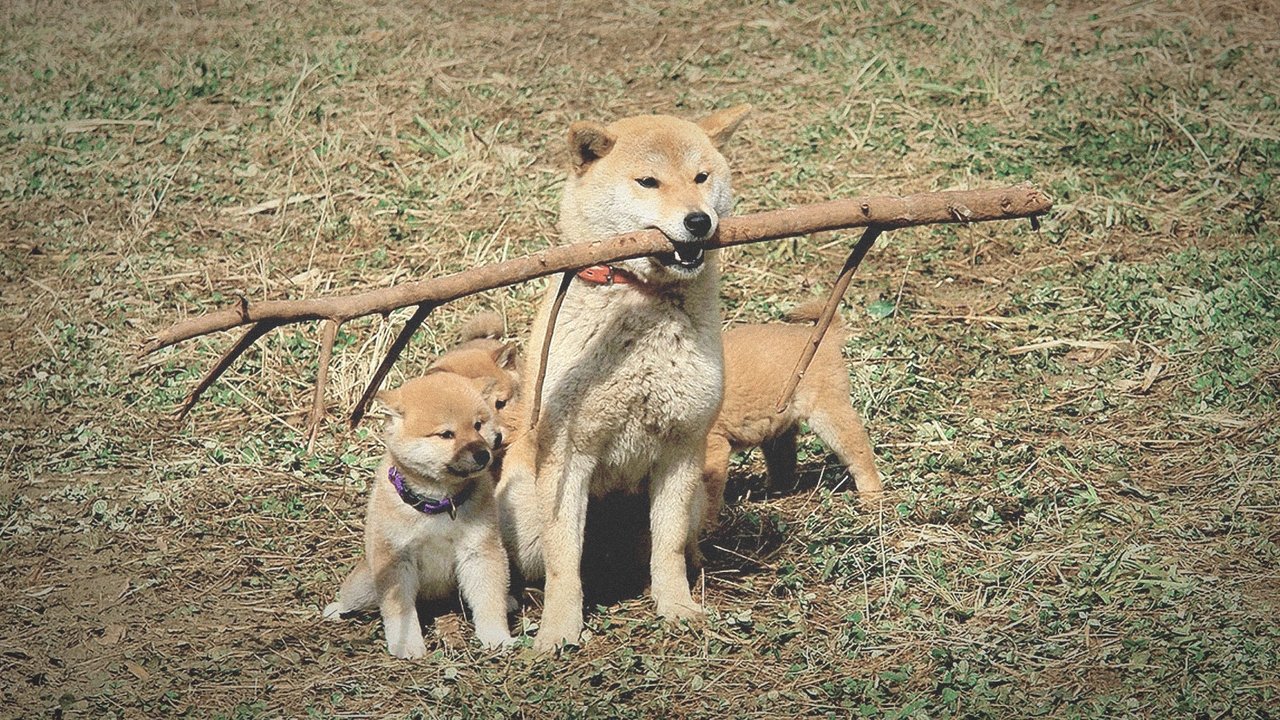 爱犬的奇迹剧照