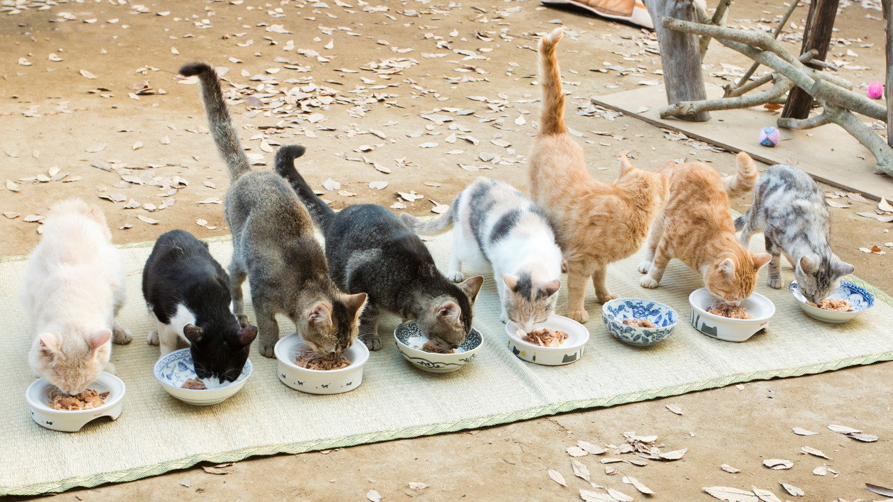 猫咪后院之家剧照