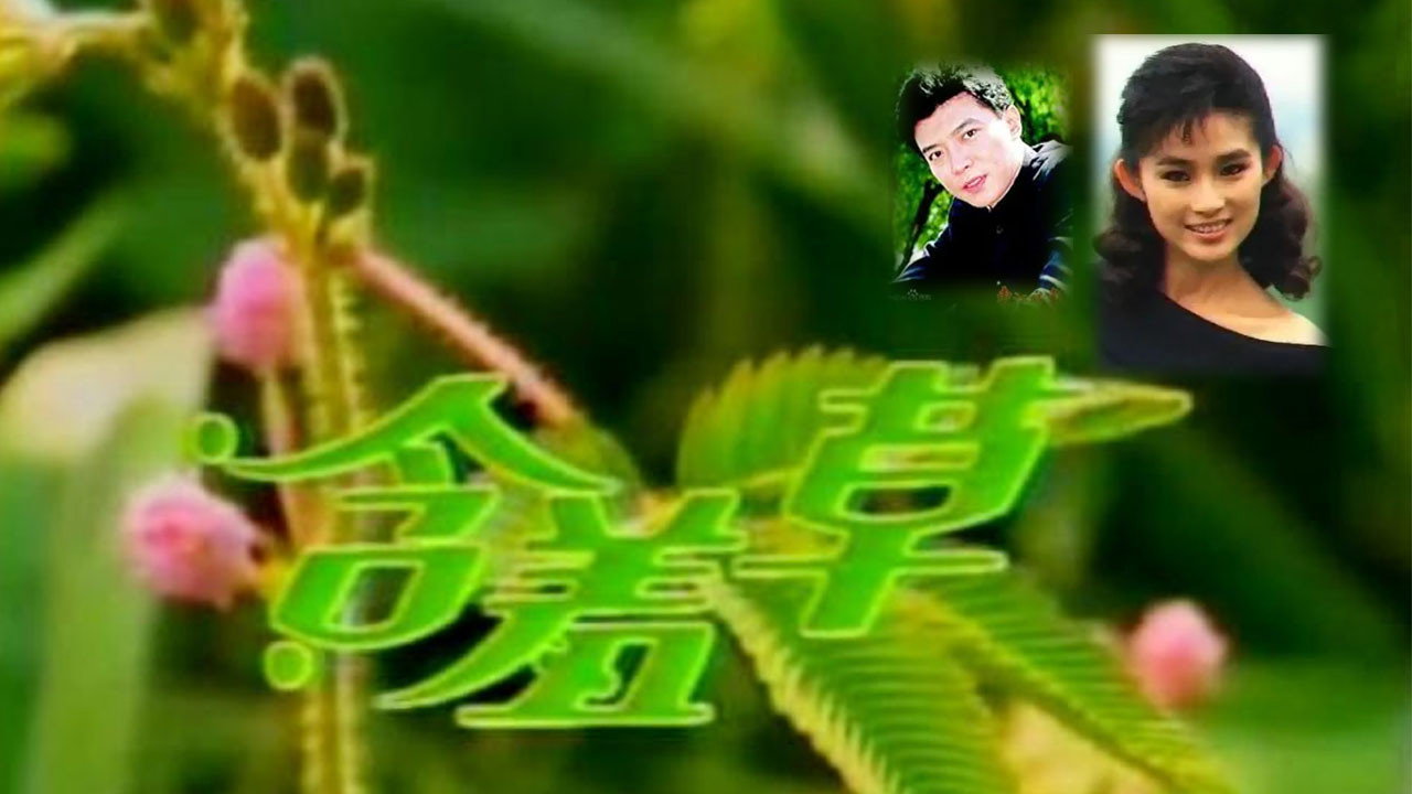 含羞草剧照