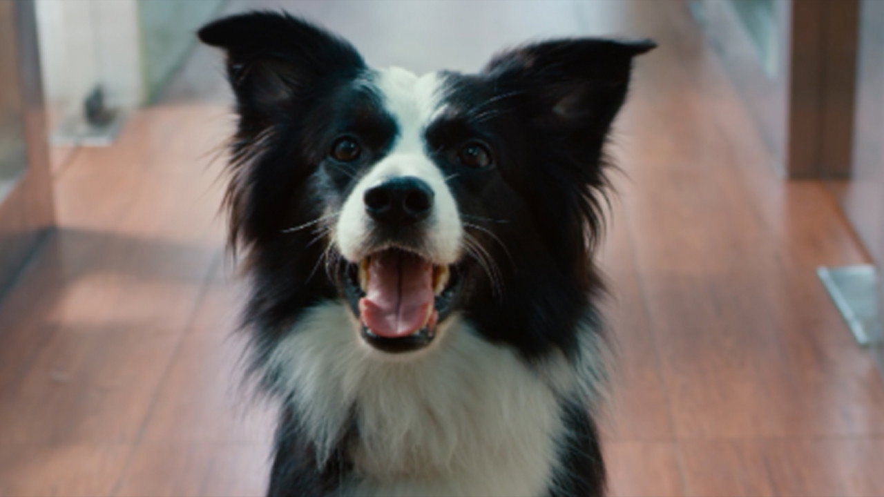 犬爱剧照