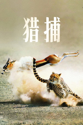 猎捕海报