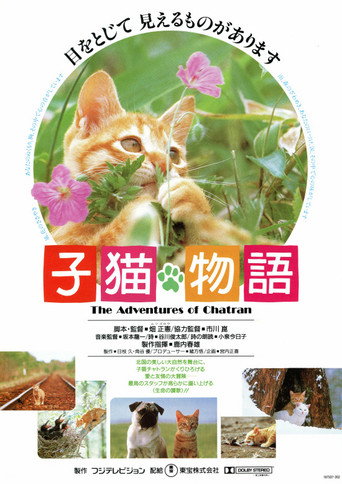 子猫物语海报