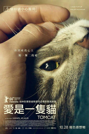 公猫海报