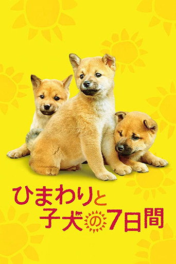 向日葵与幼犬的7天海报