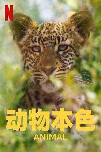 动物本色 第 2 季海报