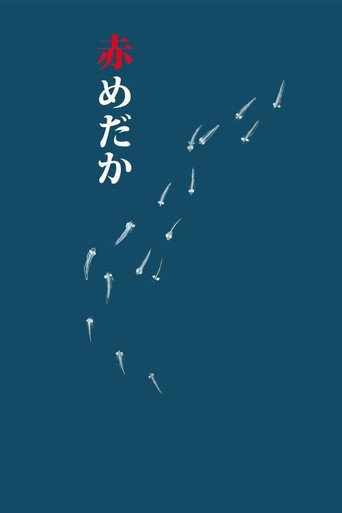 红鳉鱼海报