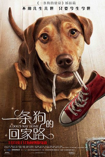 一条狗的回家路海报