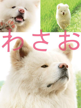 秋田犬蓬夫海报