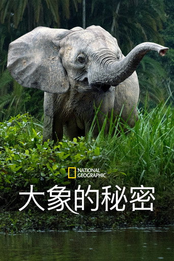 大象的秘密海报