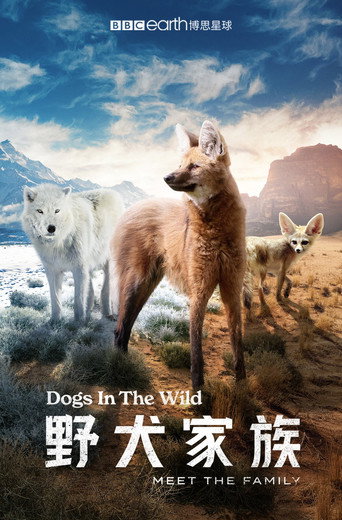 野犬家族海报