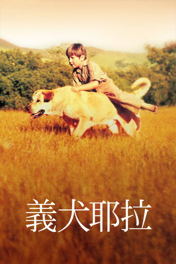 老黄狗海报