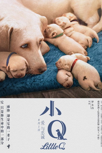 小Q海报