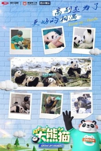 成长吧！大熊猫 成长吧！大熊猫海报