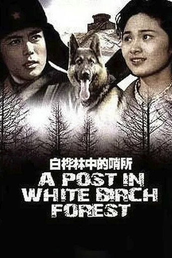 白桦林中的哨所海报