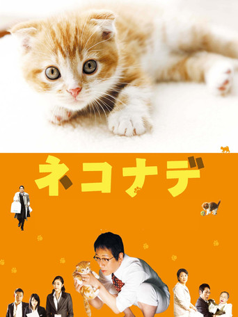 小猫奇缘海报